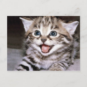 Cute Kitten Vykort