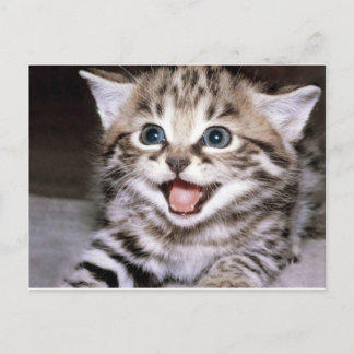 Cute Kitten Vykort