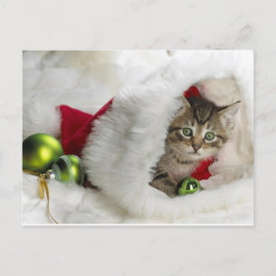 Cute Kitten Vykort