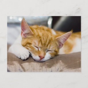 Cute Kitten Vykort