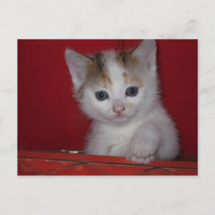 Cute Kitten Vykort