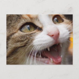 Cute Kitten Vykort