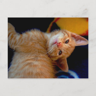 Cute Kitten vykort