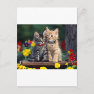 Cute-Kitten Vykort
