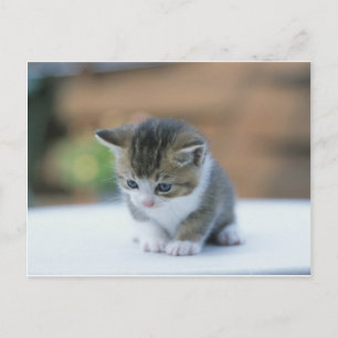 Cute Kitten Vykort