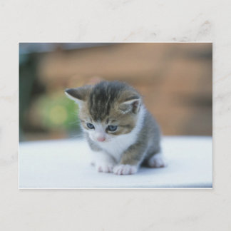 Cute Kitten Vykort