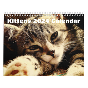 Cute Kittens 2024 Kalender