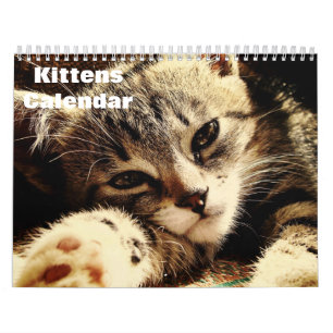 Cute Kittens 2025 Kalender