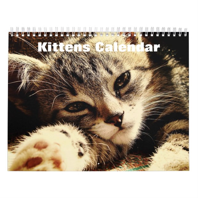 Cute Kittens 2025 Kalender (Omslag)