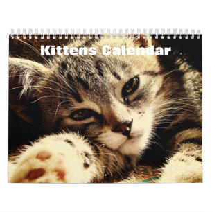 Cute Kittens 2025 Kalender