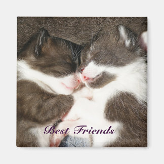 Cute Kittens bästa anpassade-magnet Magnet