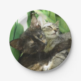 Cute kittens cuddling