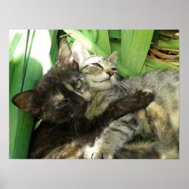 Cute kittens cuddling poster