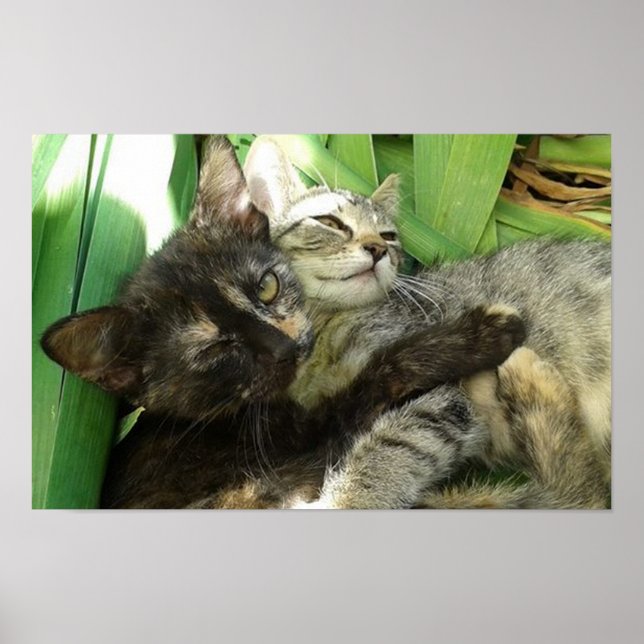 Cute kittens cuddling poster (Framsidan)