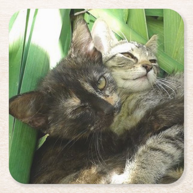 Cute kittens cuddling underlägg papper kvadrat (Framsidan)