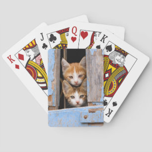 Cute Kittens i ett fönster för Vintage, spela upp Kortlek