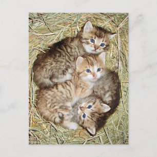 Cute Kittens i vykortet Basket Vykort