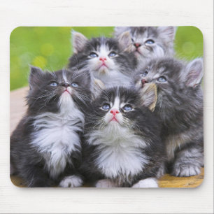Cute Kittens Musmatta