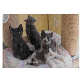 Cute Kittens styrelse