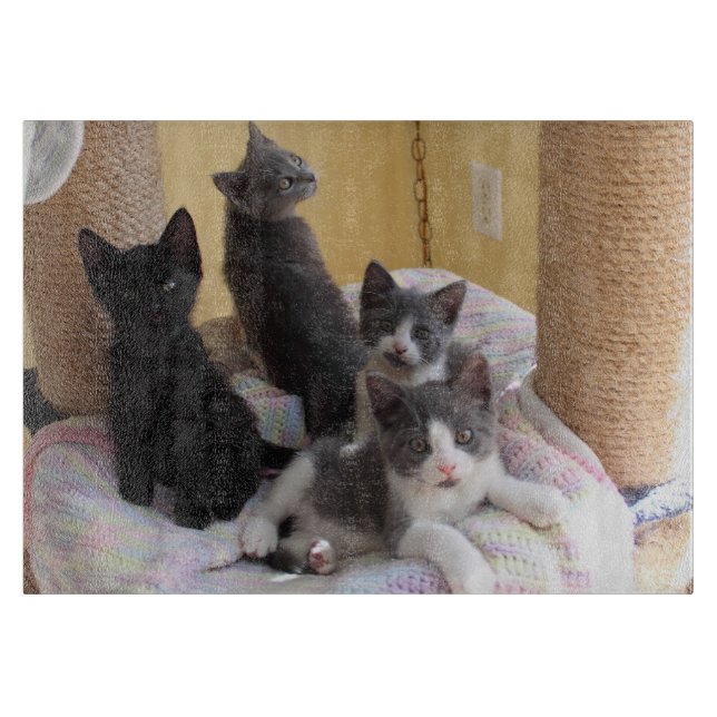 Cute Kittens styrelse (Framsidan)