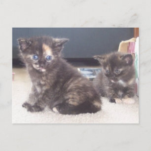 Cute Kittens Vykort