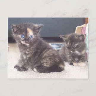 Cute Kittens Vykort