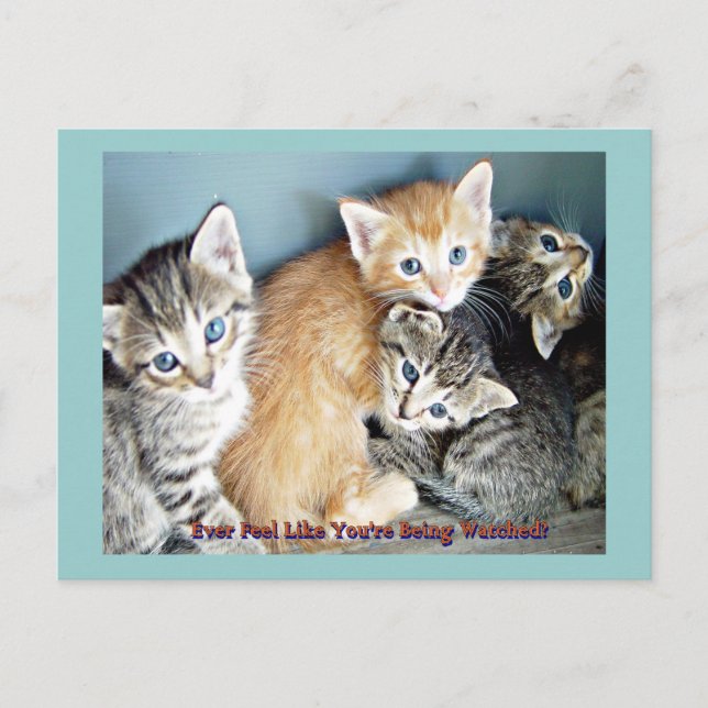 Cute kittens vykort (Framsida)