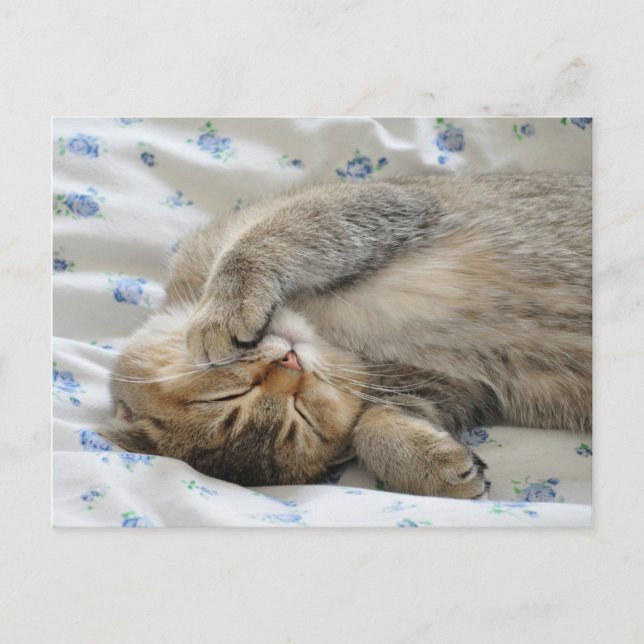 Cute Kittin sover Vykort (Framsida)