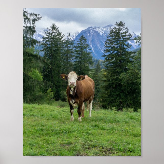 Cute ko på bete, foto, roligt poster (Framsidan)