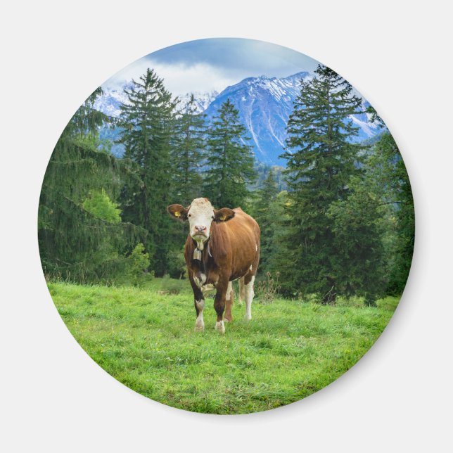 Cute ko på bete, fotografi magnet (Framsidan)