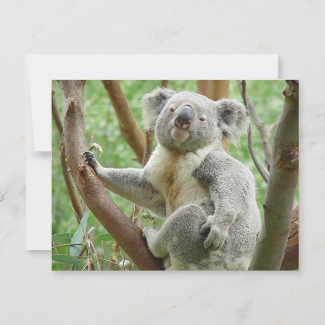 Cute Koala (Framsida)