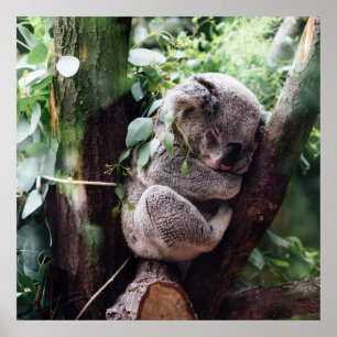 Cute Koala Bear-avslappning i Träd Poster