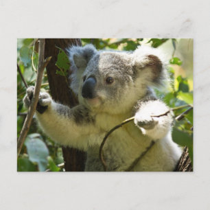 Cute Koala Bear Destiny Nature Aussi Outback Vykort