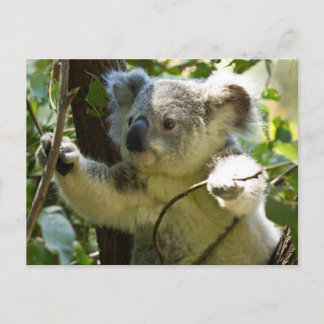 Cute Koala Bear Destiny Nature Aussi Outback Vykort
