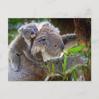 Cute Koala Bear Destiny Nature Aussi Outback Vykort