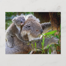 Cute Koala Bear Destiny Nature Aussi Outback Vykort