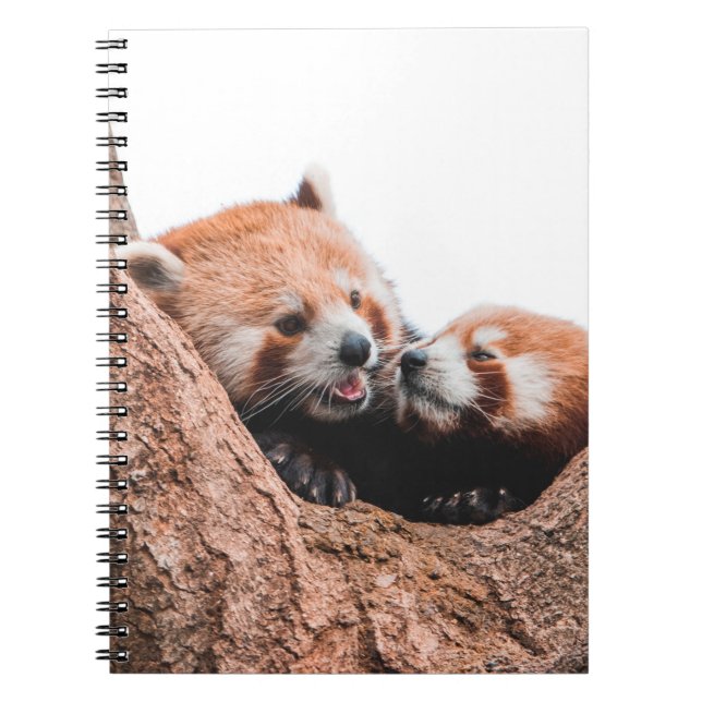 CUTE KOALA BEAR FAMILY ANTECKNINGSBOK (Framsidan)