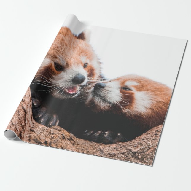 CUTE KOALA BEAR FAMILY PRESENTPAPPER (Utrullad)
