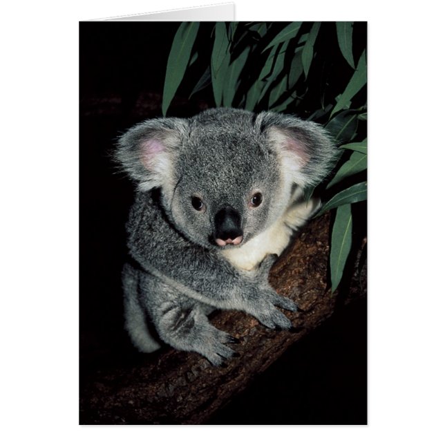 Cute Koala Bear Hälsningskort (Framsidan)