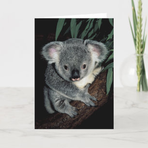 Cute Koala Bear Kort