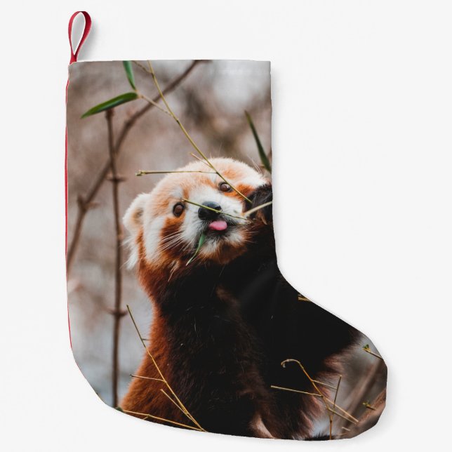 CUTE KOALA BEAR LITEN JULSTRUMPA (Framsidan)