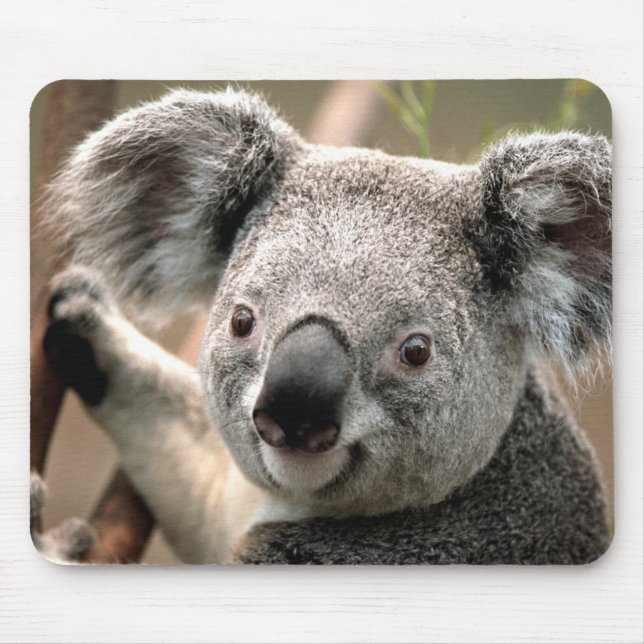 Cute Koala Bear Musmatta (Framsidan)