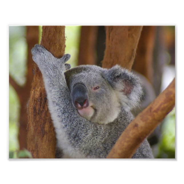 Cute Koala Bear Photo Print Extension Utvidgning Fototryck (Framsidan)