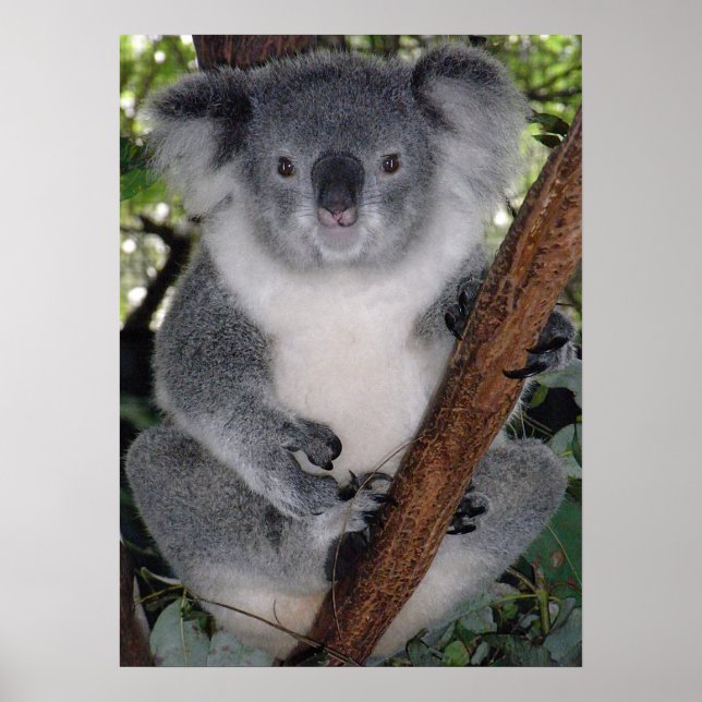 CUTE KOALA BEAR POSTER (Framsidan)