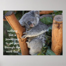 Cute Koala Bear Poster (16 x 12), Power Nap