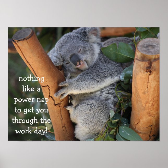 Cute Koala Bear Poster (16 x 12), Power Nap (Framsidan)