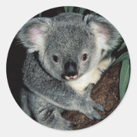 Cute Koala Bear