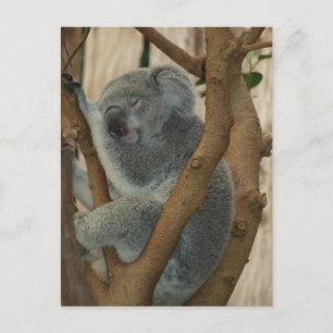 Cute Koala Bear Sleeping-vykort Vykort