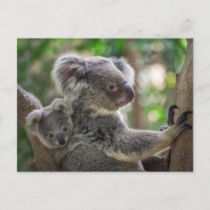 Cute Koala Bear & Unge Australian Animal Vykort