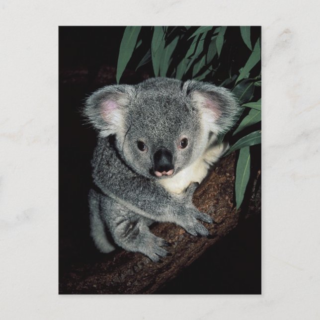 Cute Koala Bear Vykort (Framsida)